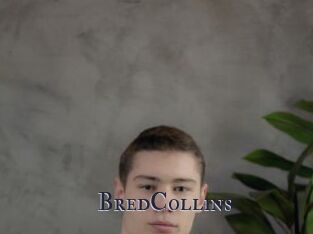 BredCollins